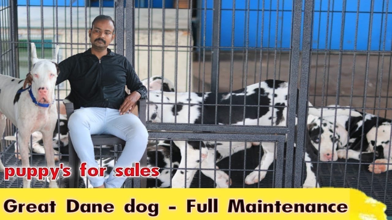 Great Dane Dog | Puppies Sales/ வளர்க்கும் முறை | About Maintenance | Food Habits | Tamil