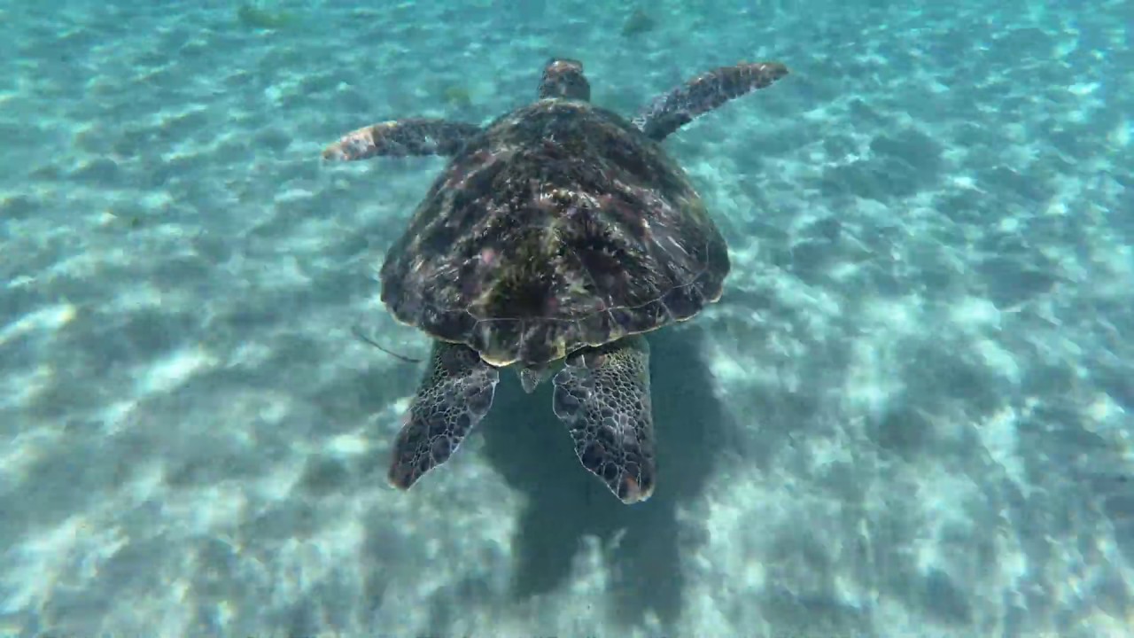 Snorkeling with Turtles Anse Dufour (Martinique 2019)