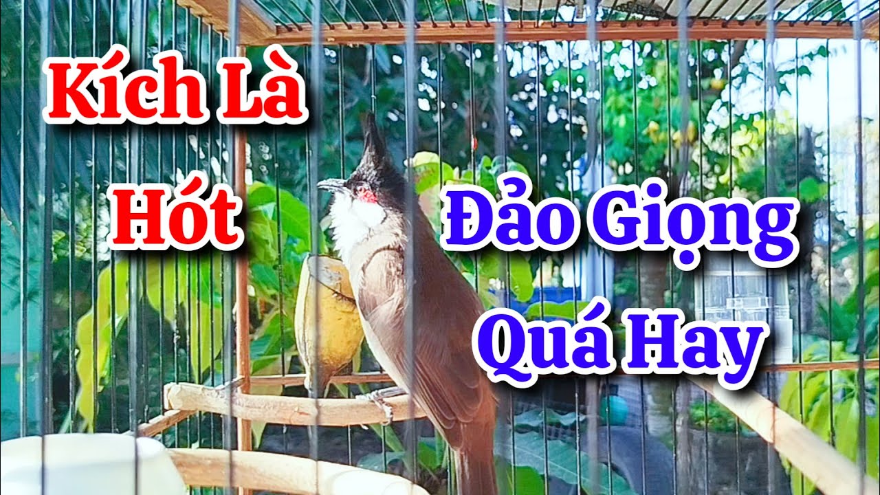chào mào hót sáng kích bổi - luyện giọng hay ép bổi sổ bọng và căng lửa - chào mào hót đấu