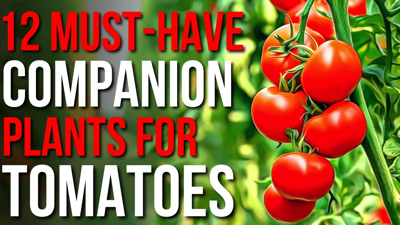 12 Companion Plants For Tomatoes! | What To Plant With Tomatoes