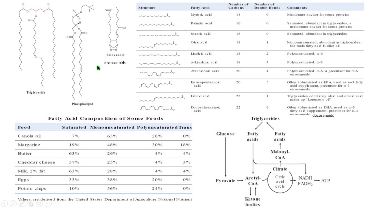 bioquímica metabolismo lipidos lipids metabolism medic biochemistry