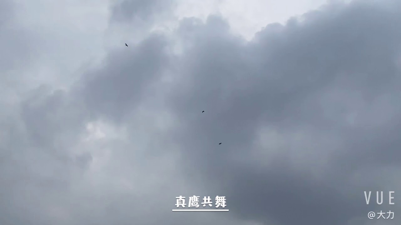 盘鹰