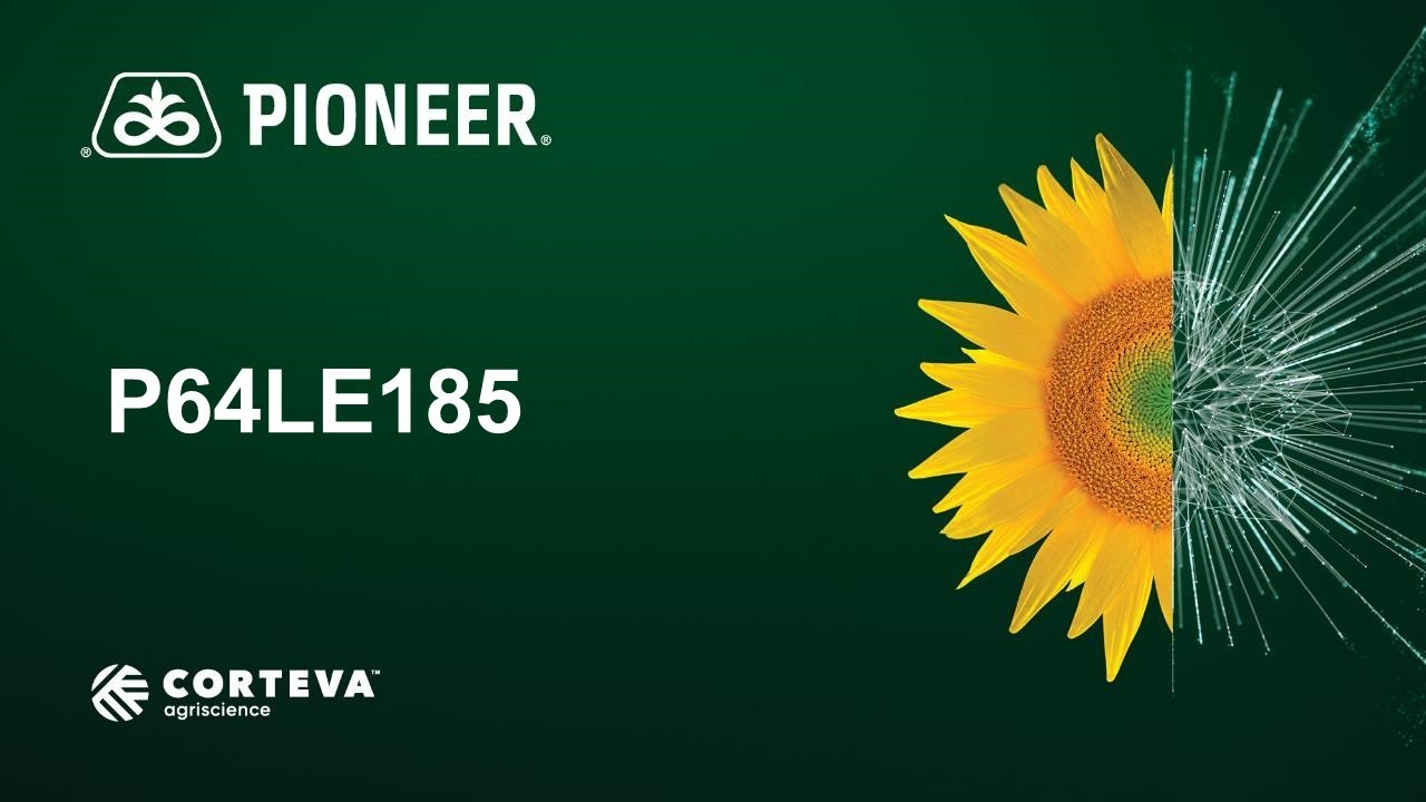 P64LE185