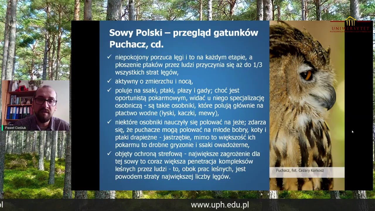 Sowy Polski - biologia i ekologia sów oraz przegląd gatunków