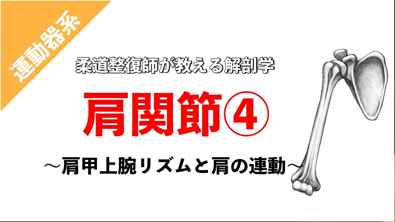 【柔道整復師が教える解剖学】肩甲上腕リズムと動きの連動【タロ塾#12】