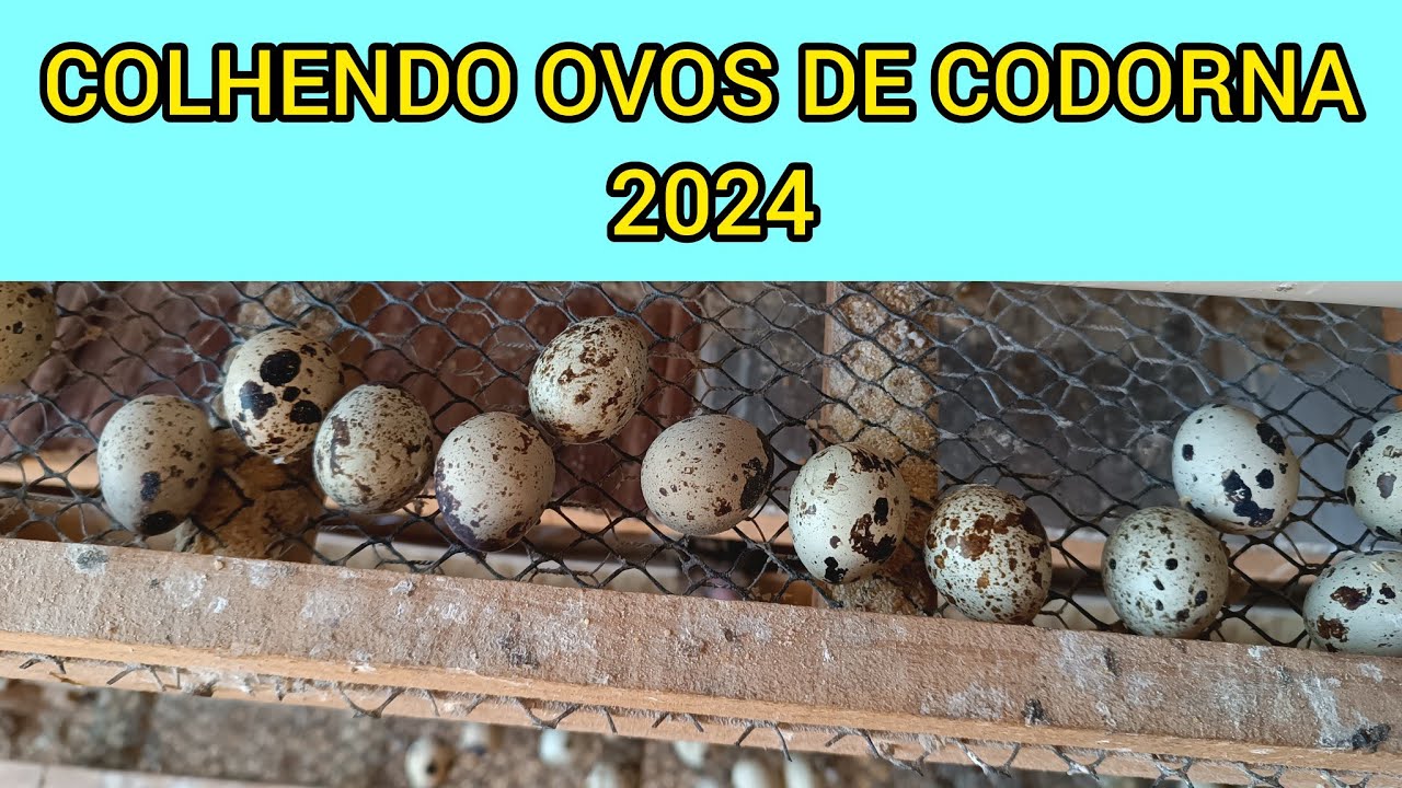 Colhendo ovos de codorna gigante 2024 #alexcriações