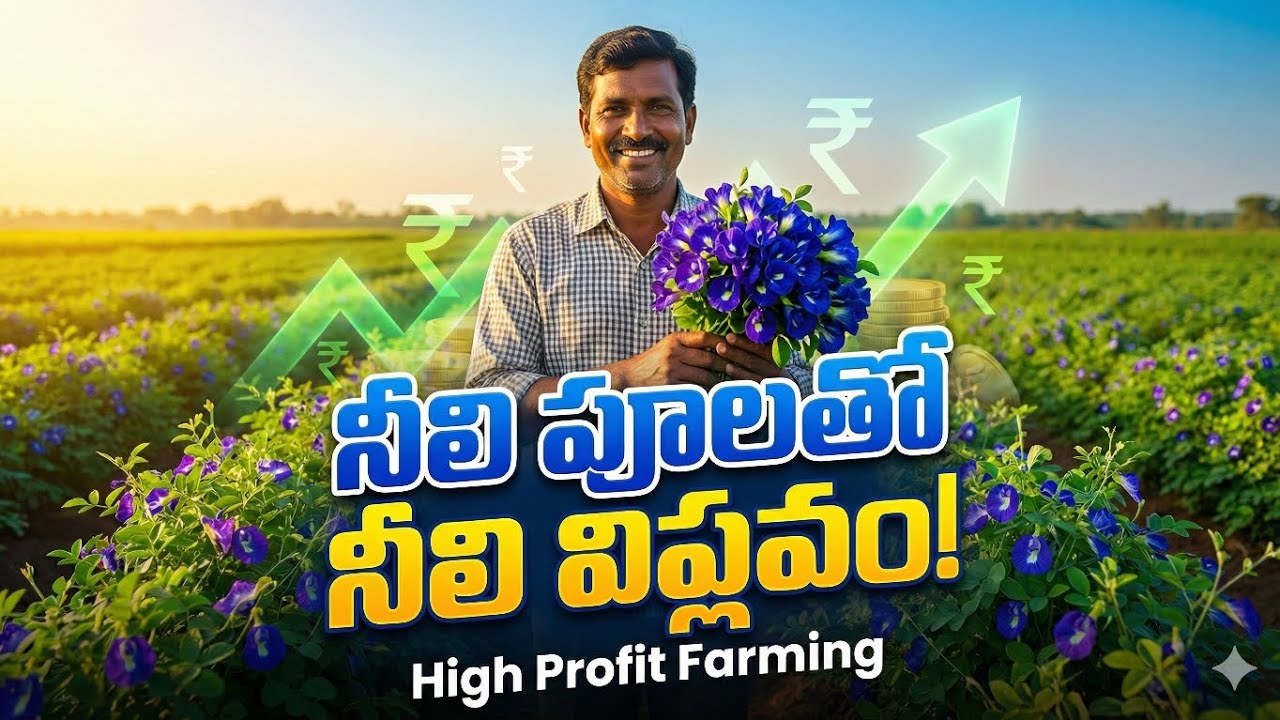నీలి విప్లవం: భారతదేశంలో అపరాజిత పుష్ప సాగు | The Blue Revolution: Butterfly Pea Flower Farming