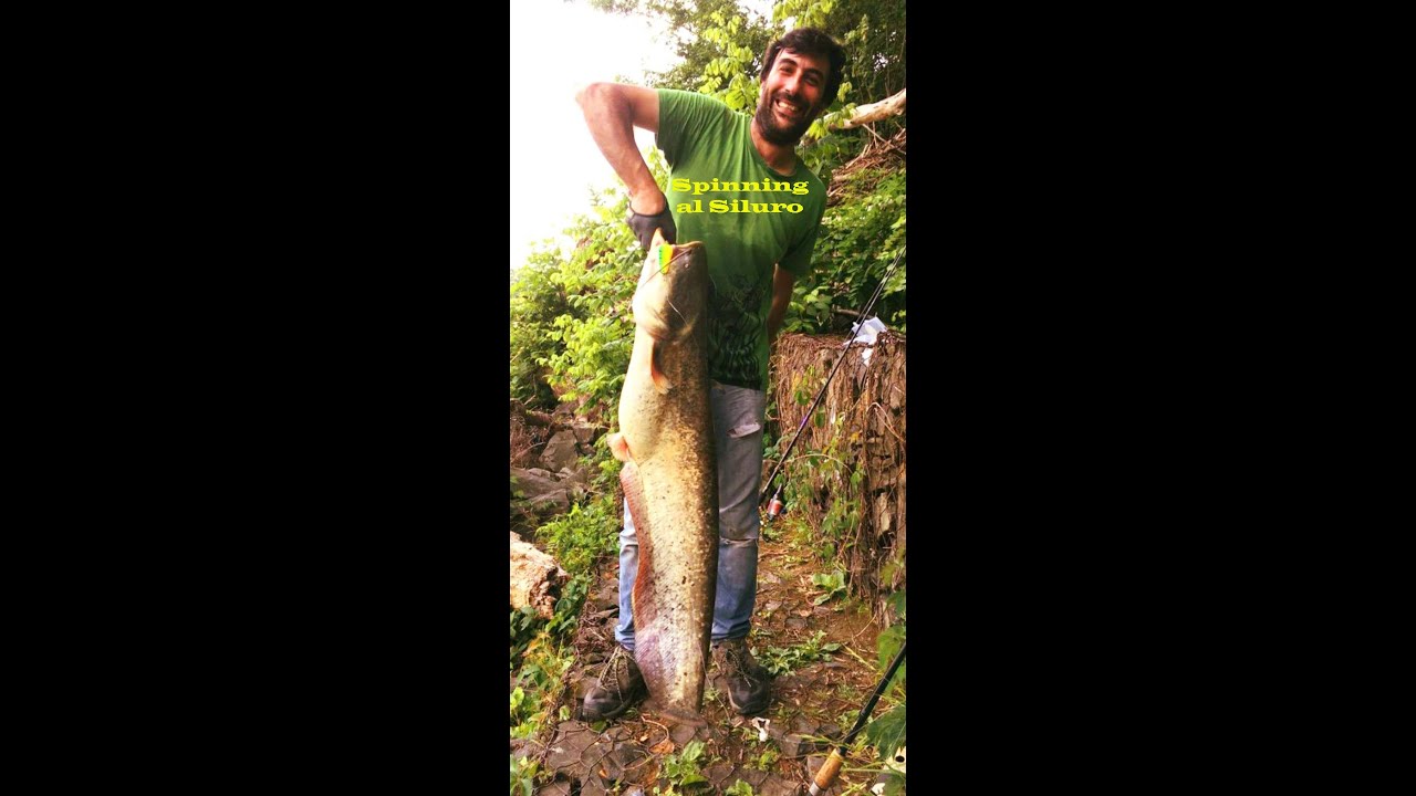 Pesca a Spinning al Siluro - La scelta delle esche artificiali