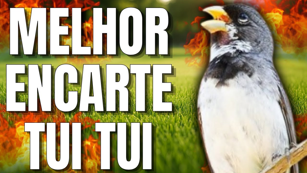 ESQUENTAR COLEIRO TUI TUI PARA TREINAMENTO DE COLEIRO E ENCARTES COLEIRO TUI TUI