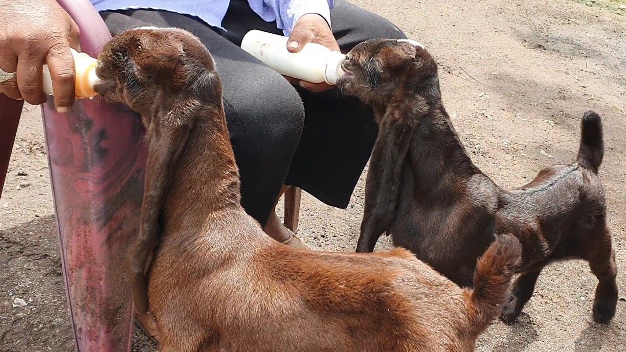 Hyderabadi Goats Breeding Setup Javed Bhai | Goat Kids.