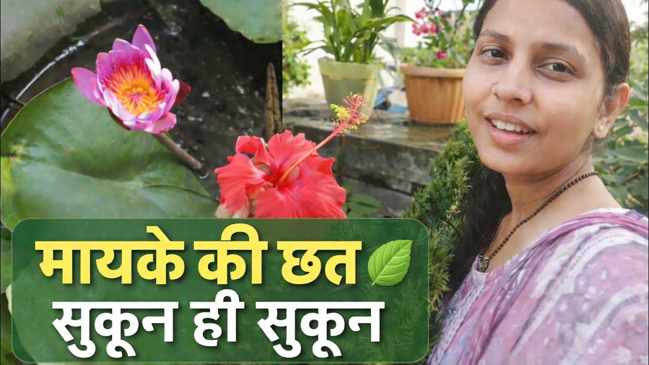 “मायके की छत पर पेड़-पौधों के बीच बिताया सुकून भरा समय 💚#HomeLove#Maayka#MaaKeGhar#MaaykeKiYaadein