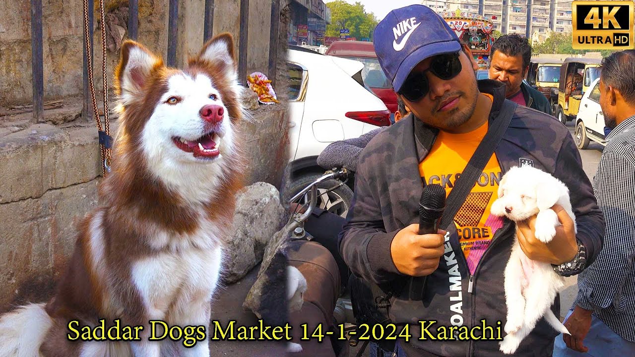 Saddar Rare and Unique Dogs Market 14-1-24 Karachi سوق لجميع أنواع الكلاب | दुर्लभ स्पाइकलेस कुत्ते