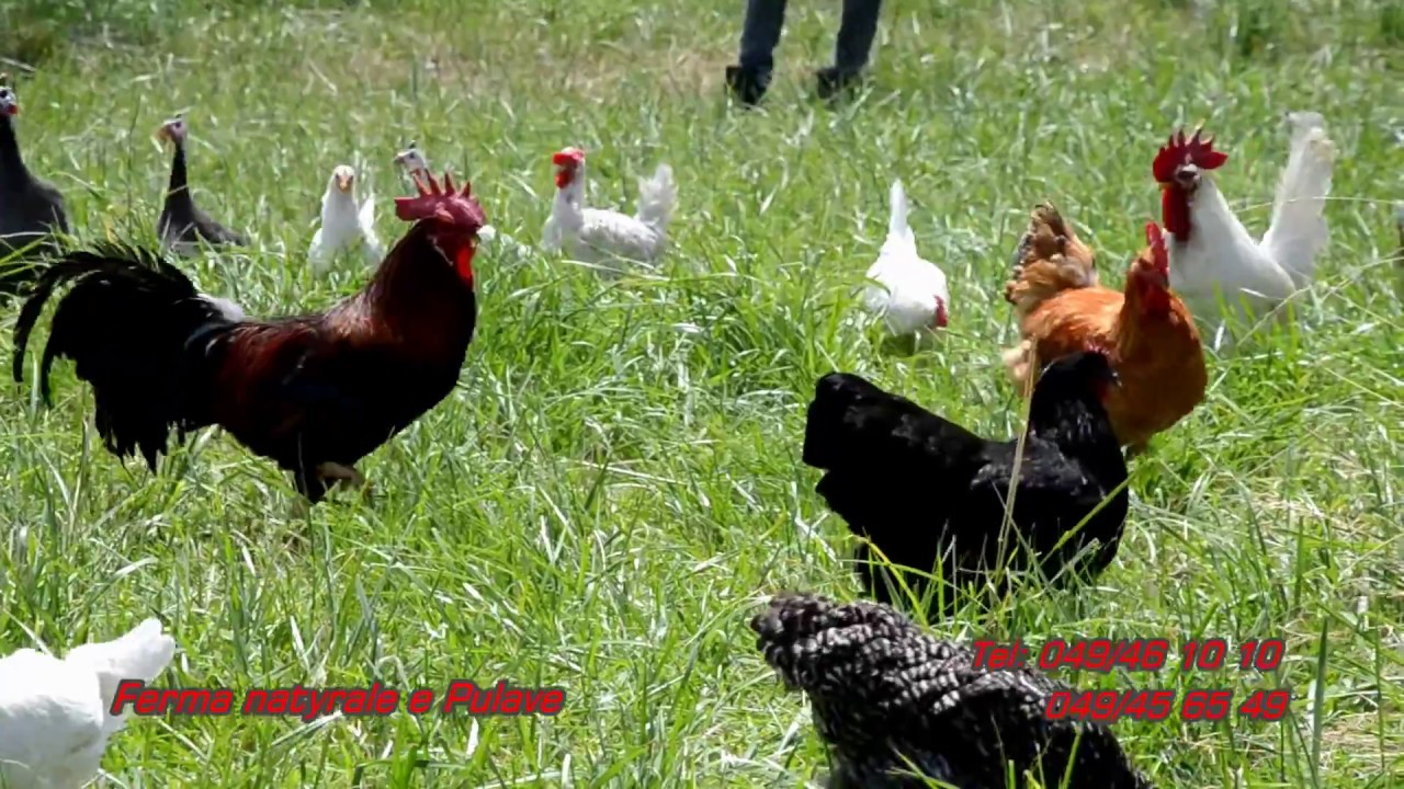 Ferma Natyrale e Pulave Mitrovicë