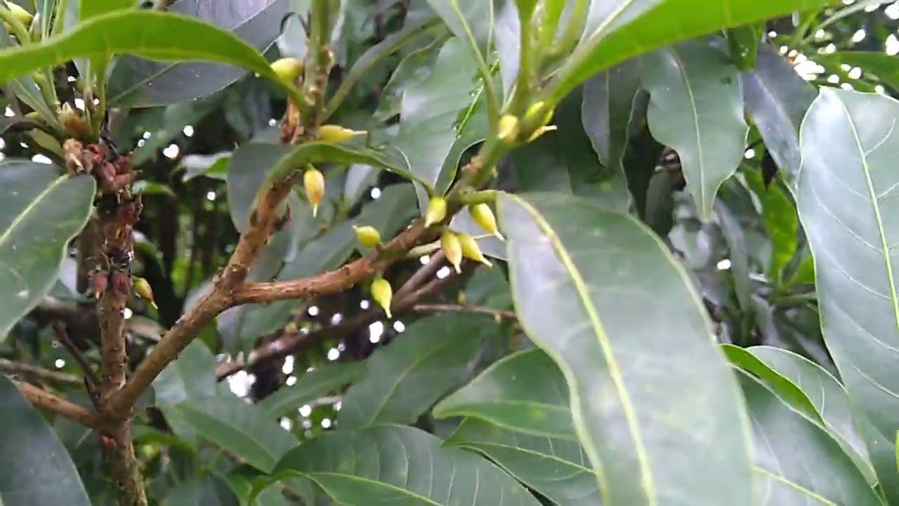 Florada do Abiu, fruta do Abieiro
