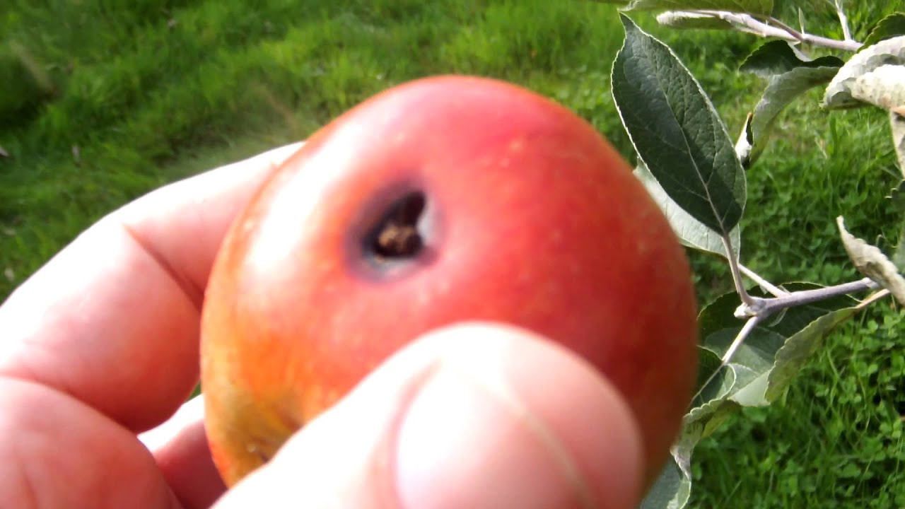 Apple variety Ribston Pippin