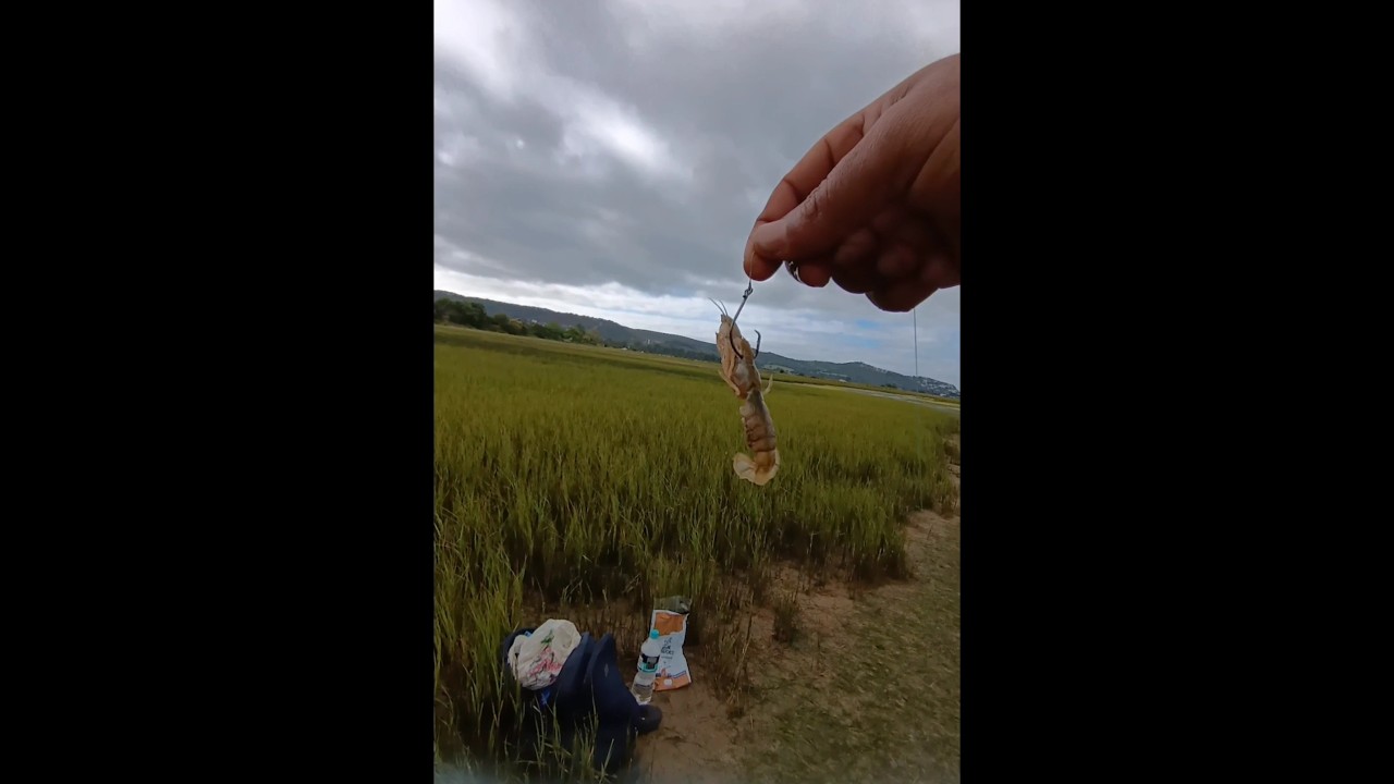 Live mud prawn rig #fishing #tackletips #howto #bait