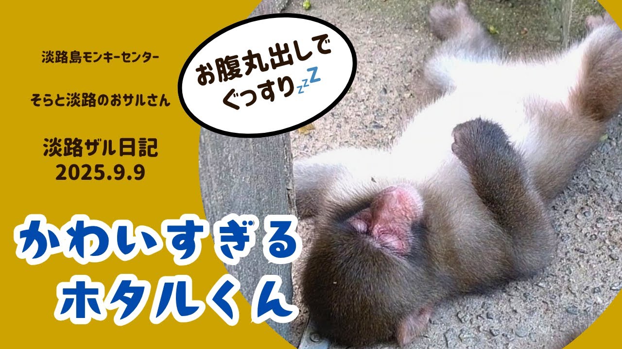 ホタルくん💖へそ天💤兄弟で寄り添う午後🐵ホタルとコダマの無防備お昼寝💤淡路ザル日記 2025.9.9【淡路島モンキーセンター】