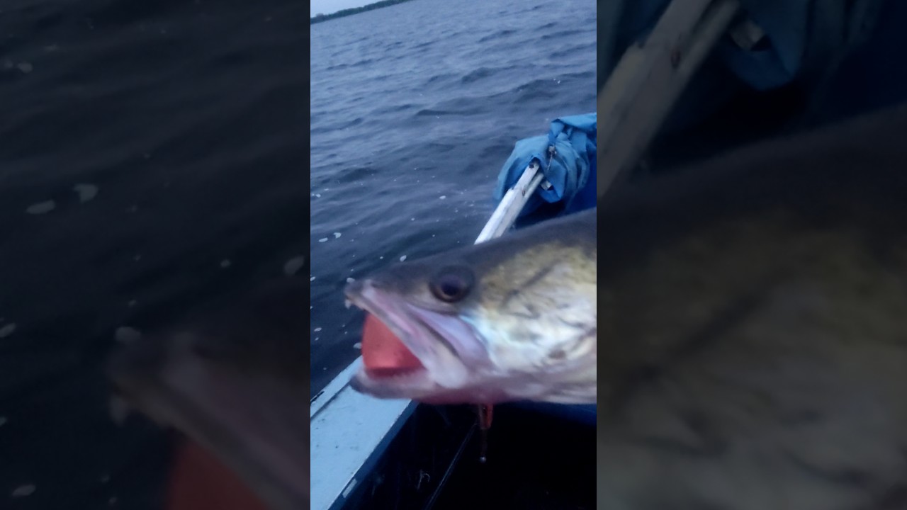 Судак соблазнился на розовый Commander Shad 16см Narval 