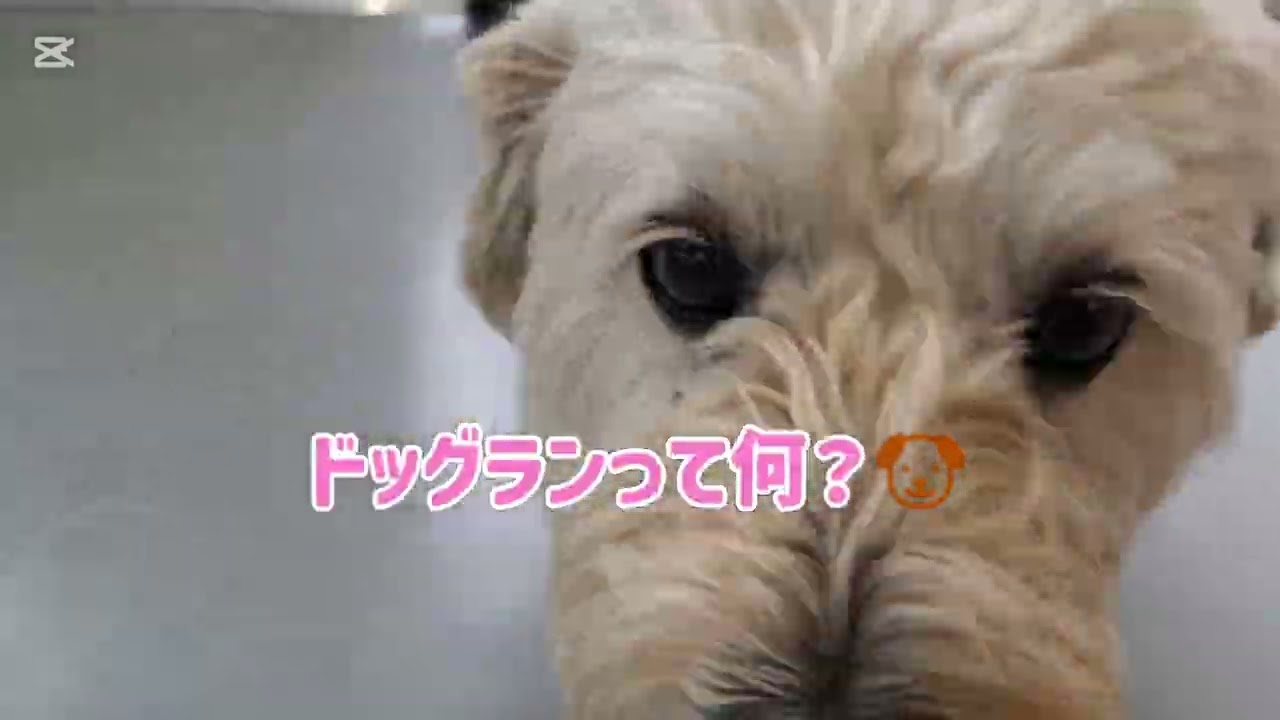 ドッグランなのに😂😂😂#柴犬#柴プー#可愛い犬