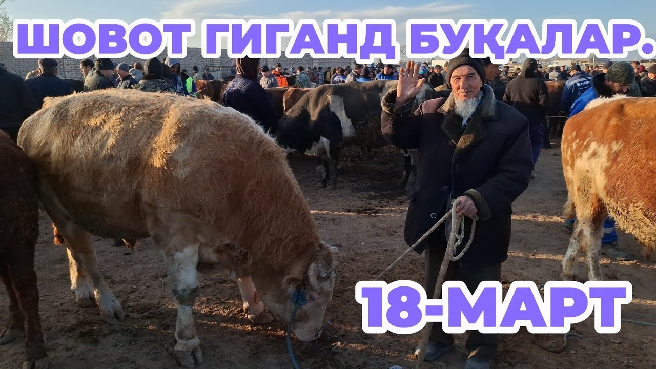 18-МАРТ ШОВОТ ГИГАНД БУҚАЛАР НАРХЛАРИ ЕРТАЛАПКИ САВДОЛАР. 