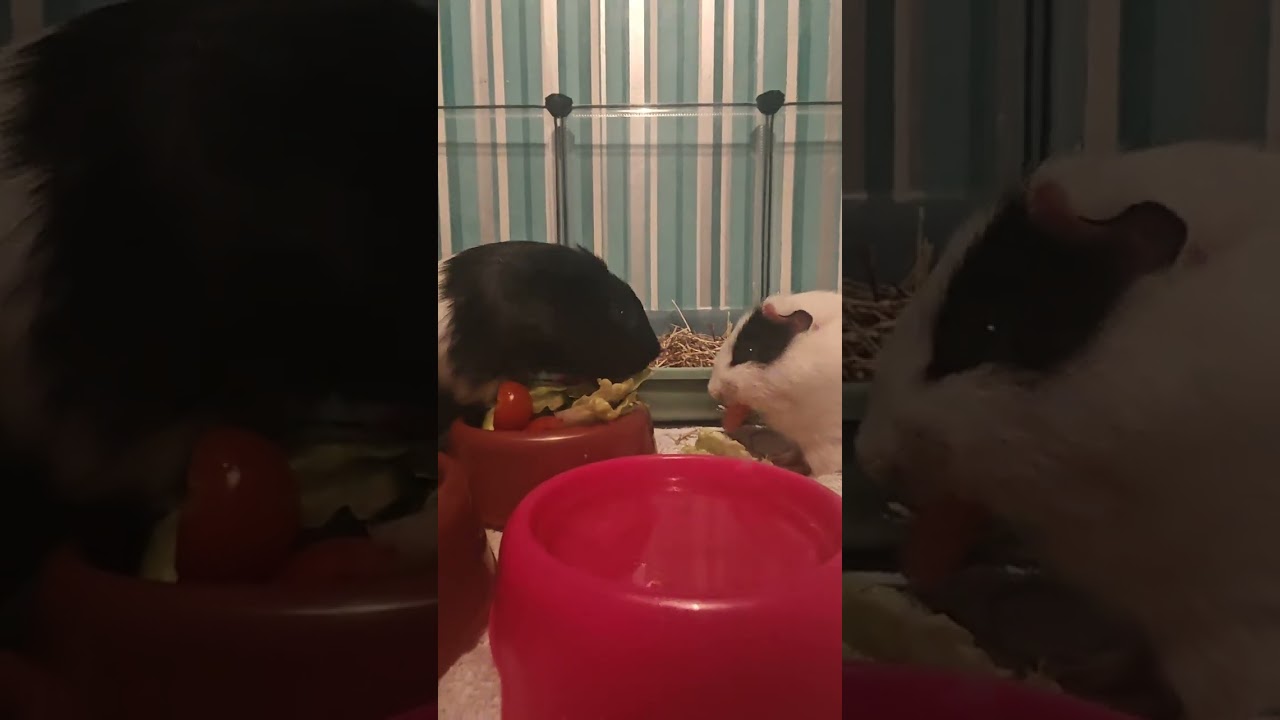 chill time and eating 14.1.2026 (guinea pigs)