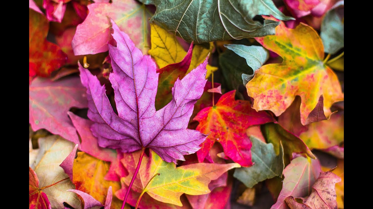 Guided Meditation: An autumnal mind and body cleanse