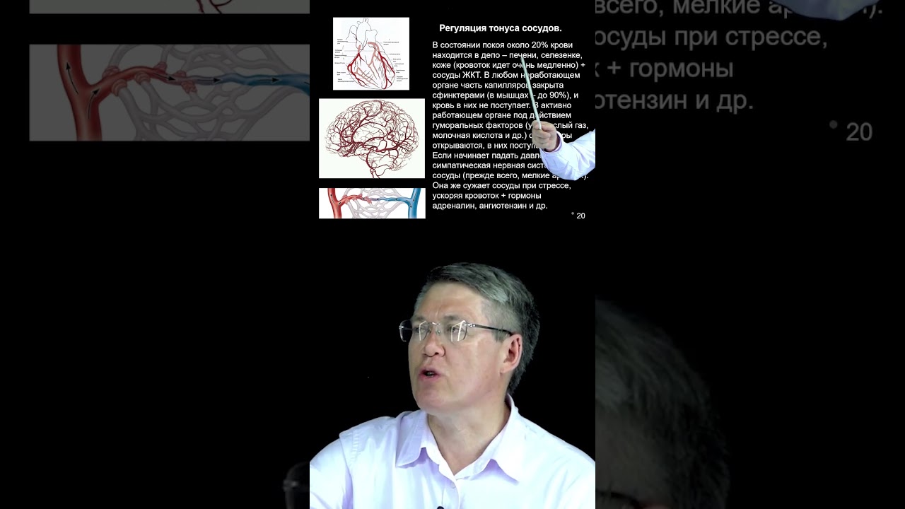 Регуляция тонуса сосудов \ Вячеслав Дубынин #сосуды #анатомия #биология #shorts