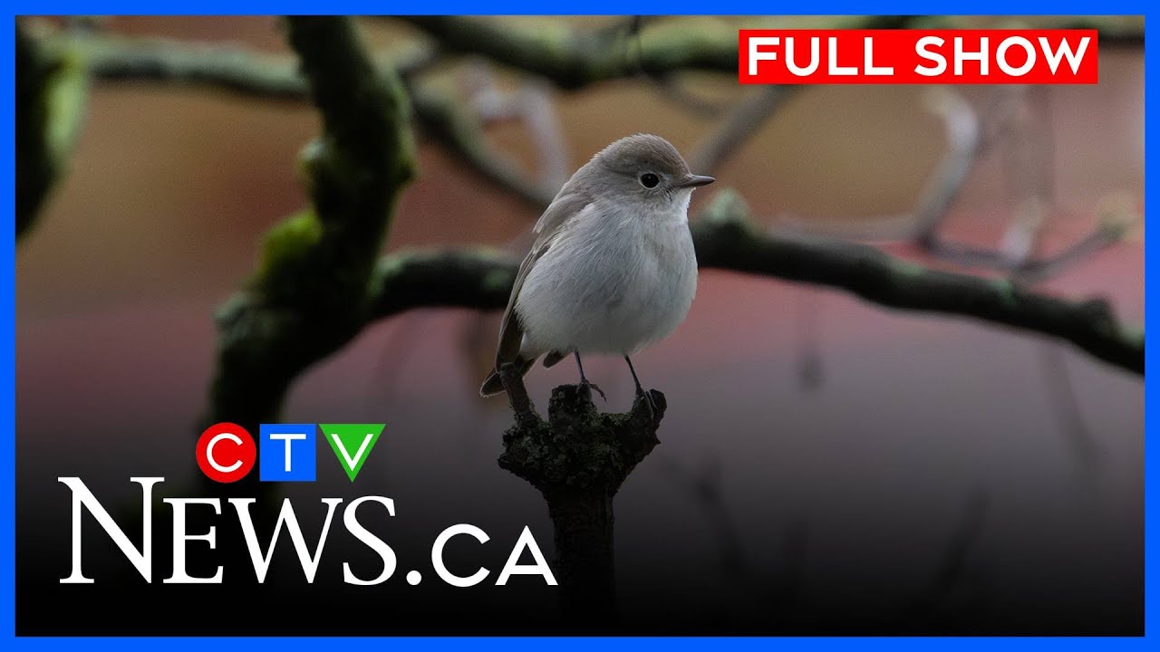 Rare bird spotted in Vancouver park | CTV News Vancouver at 11:30 for Dec. 29, 2025