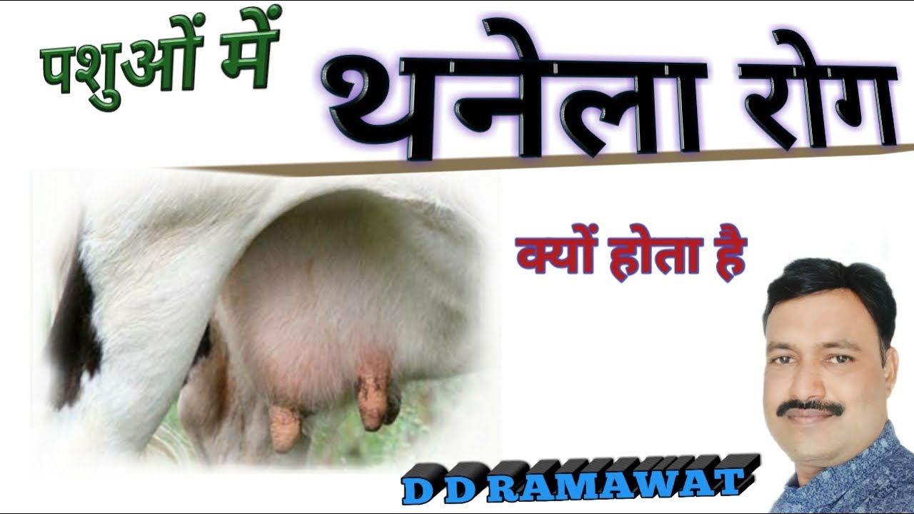 thanela rog ke karan #mastitis  #थनेला रोग की बारीकी सें जानकारी