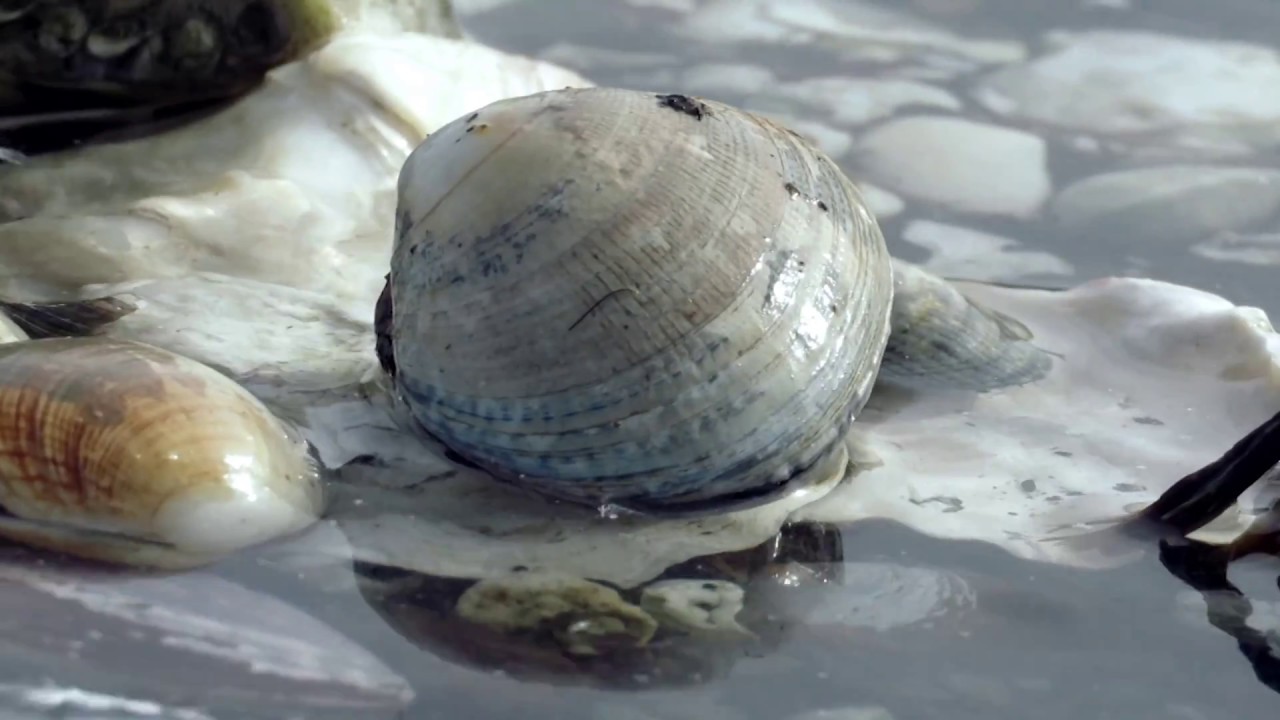 What is an Estuary?