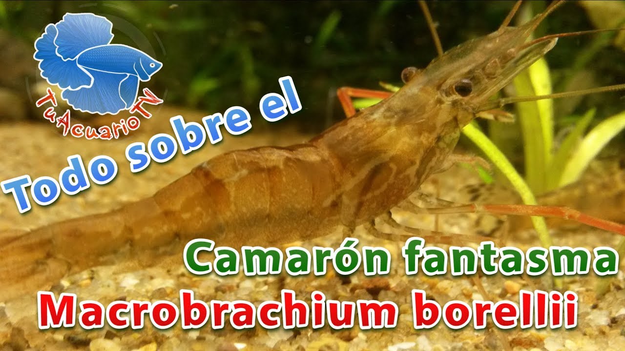 Todo sobre 🦐 camaron macrobrachium borellii  (Audio mejorado y más datos)
