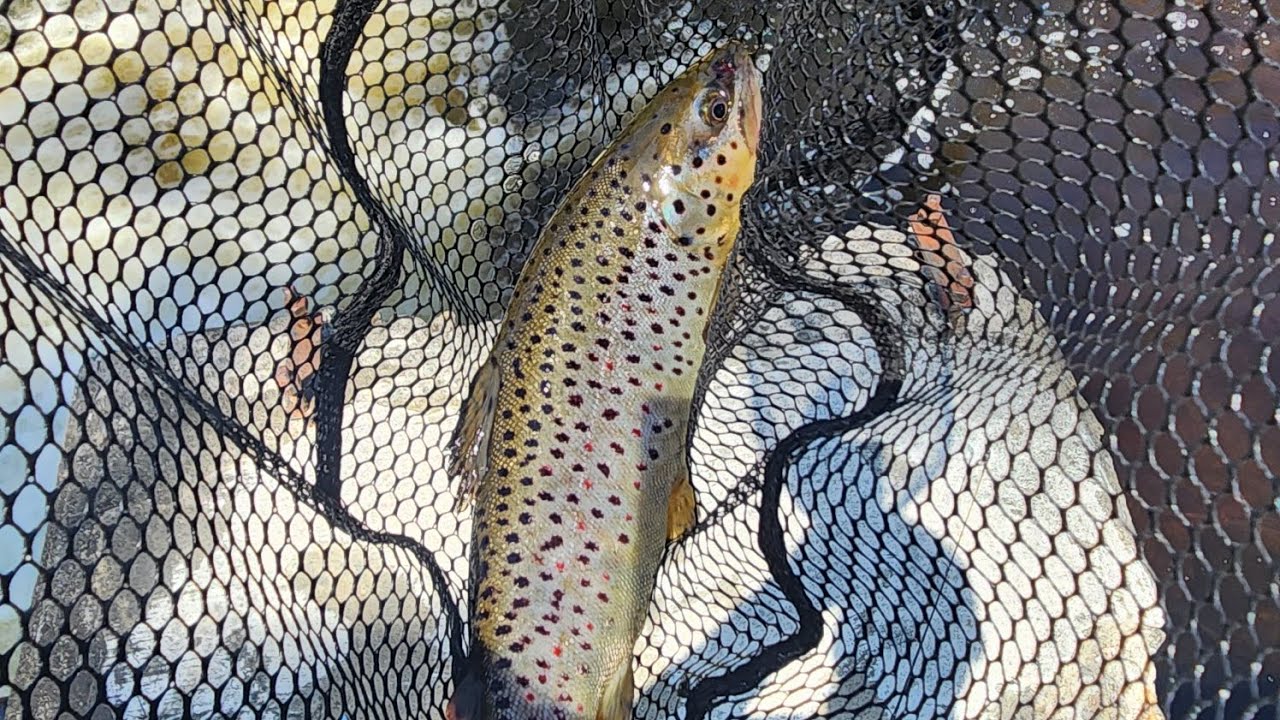 Trout fishing Souhegan River.  Wilton,  NH (my first ever brown trout)