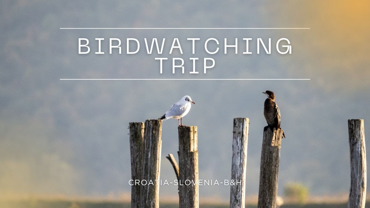 Birdwatching trip Croatia - Slovenia - Bosnia and Herzegovina