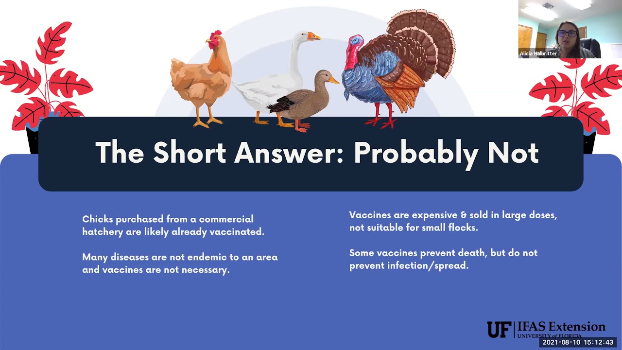 Backyard poultry: To vaccinate or not?