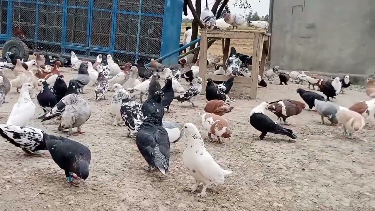 استاد عامر کے کھوکھے کے فاٸیٹر کبوتر