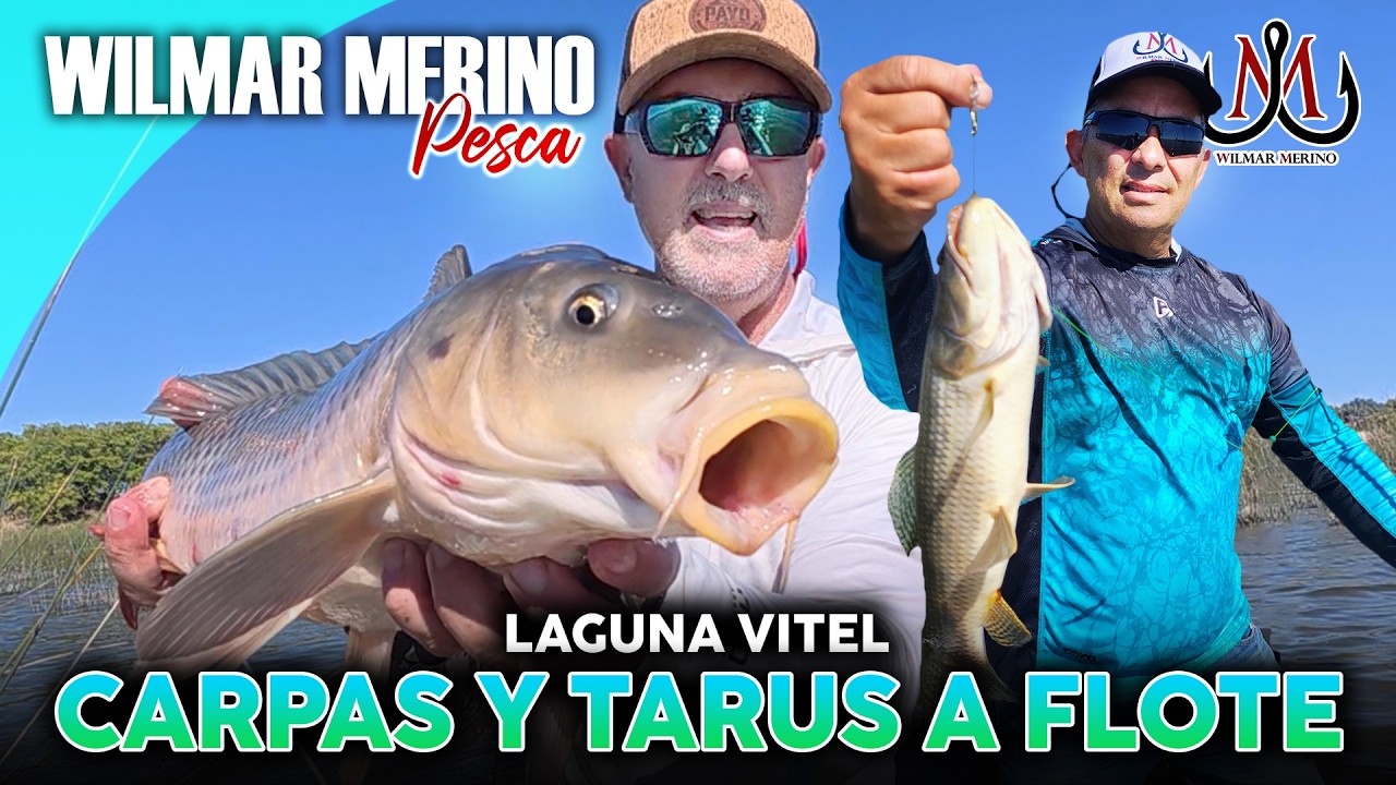 Pesca a flote de CARPAS y TARARIRAS en Laguna Vitel 🎣 Acción total desde Club Laguna Vitel