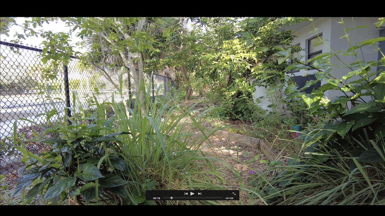 Teaching School In a Food Forest