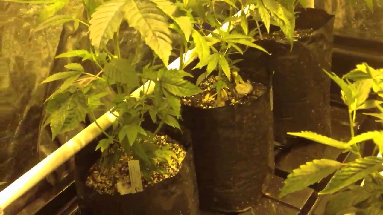 Organic marijuana