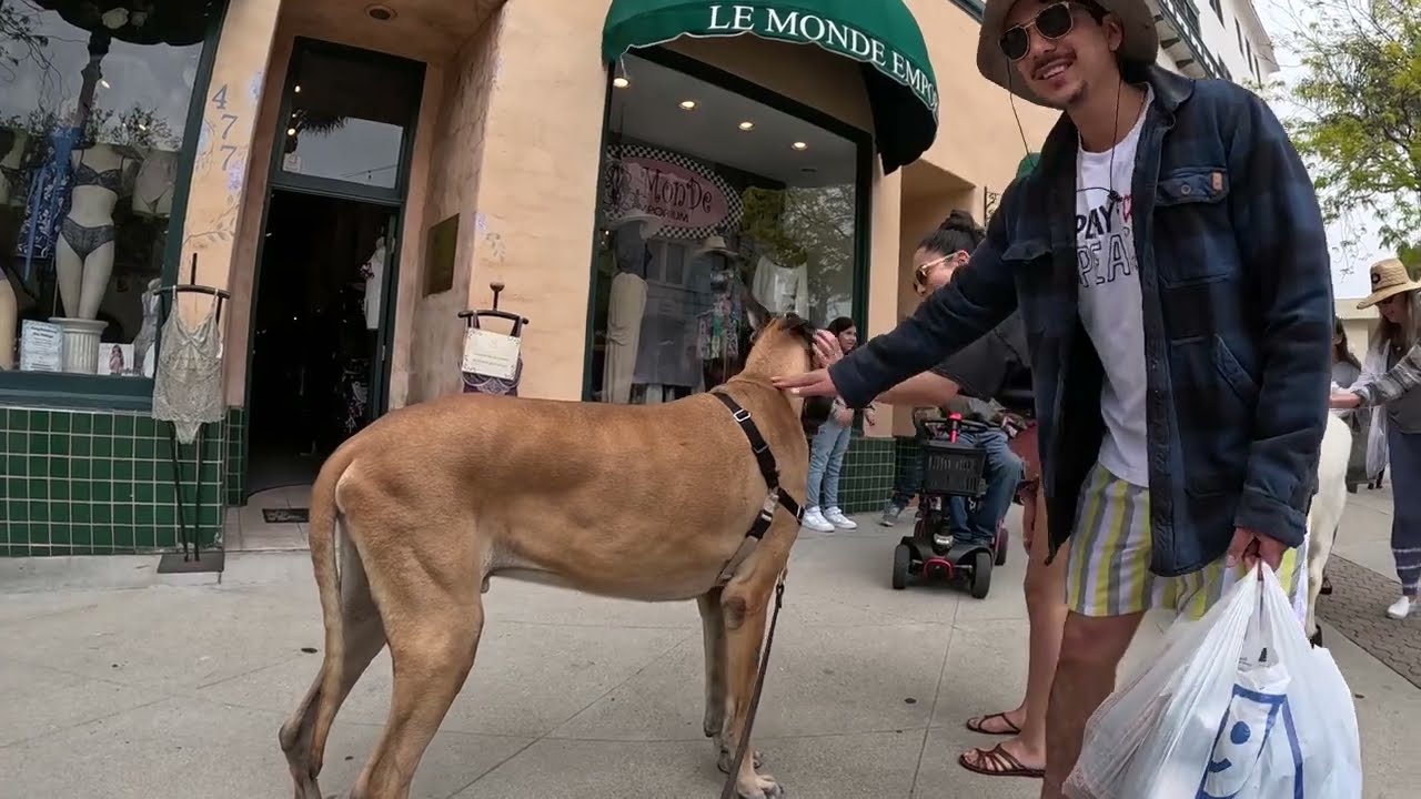 Cash 2.0 Great Dane on Main Street in Ventura 5