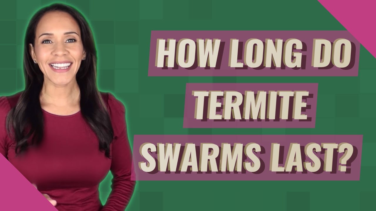 How long do termite swarms last?