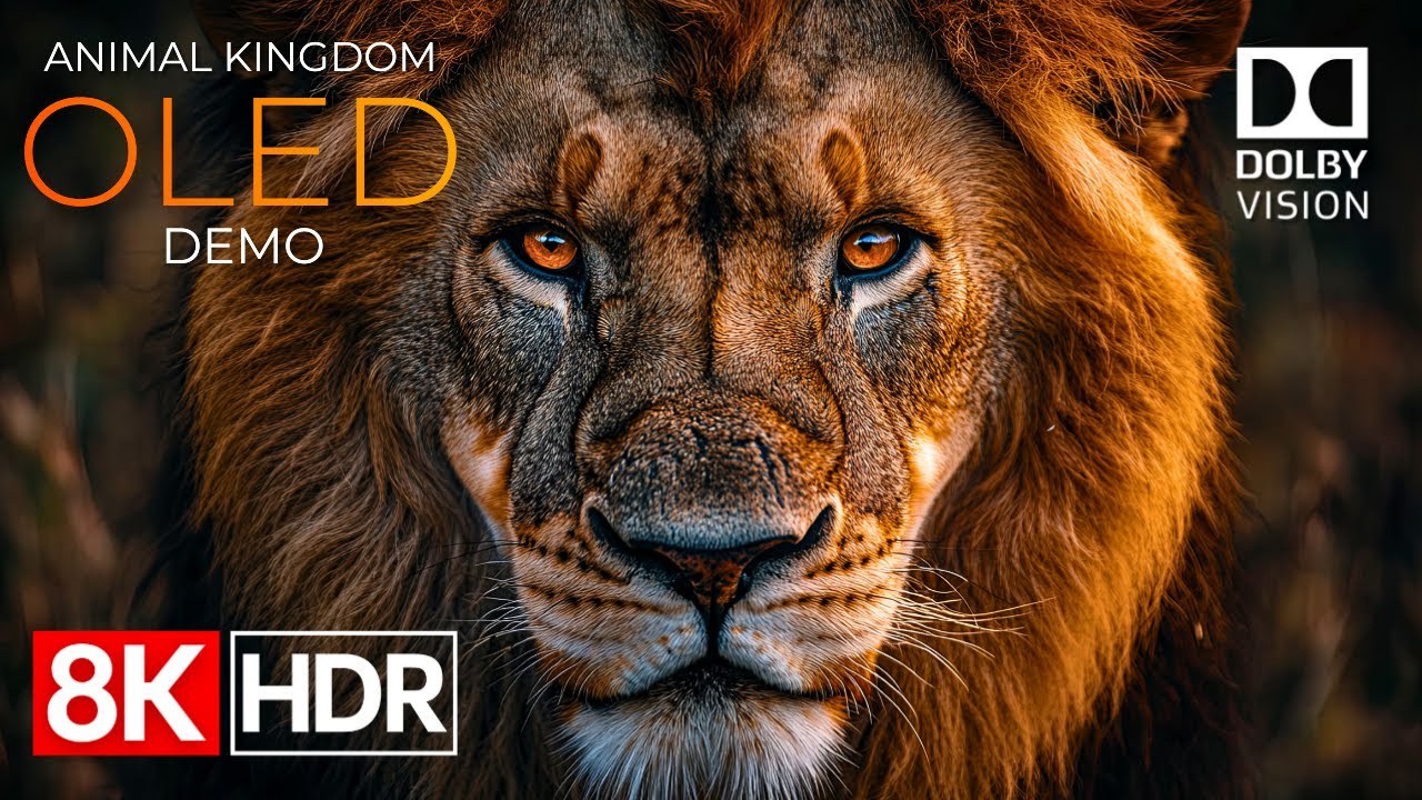 Animal Kingdom OLED Demo HDR 8K Ultra HD Dolby Vision™ 60fps