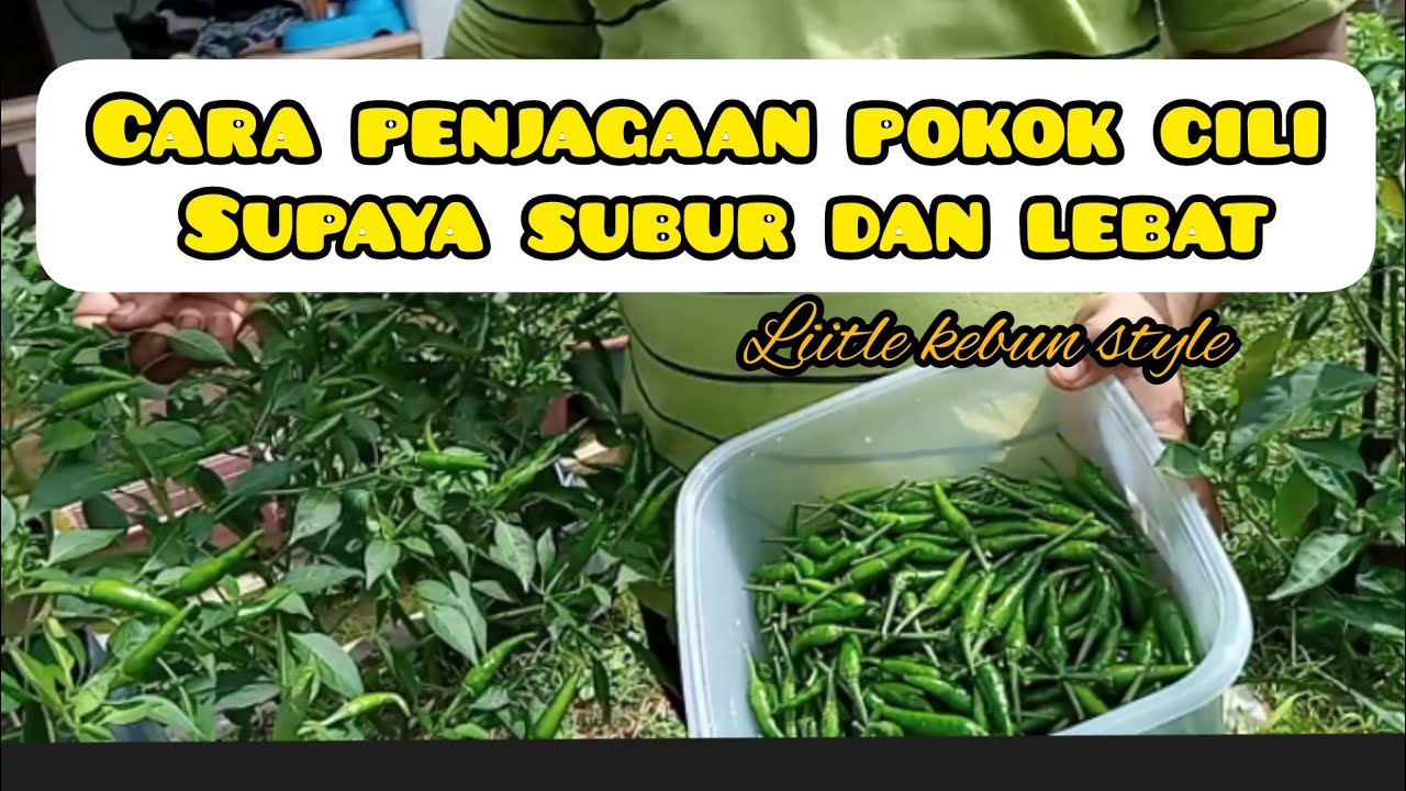 Cara Penjagaan Pokok Cili supaya Subur dan Berbuah lebat- Little kebun