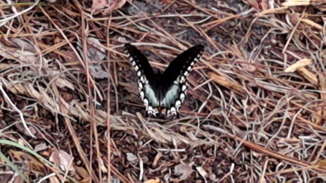 Black swallowtail butterfly