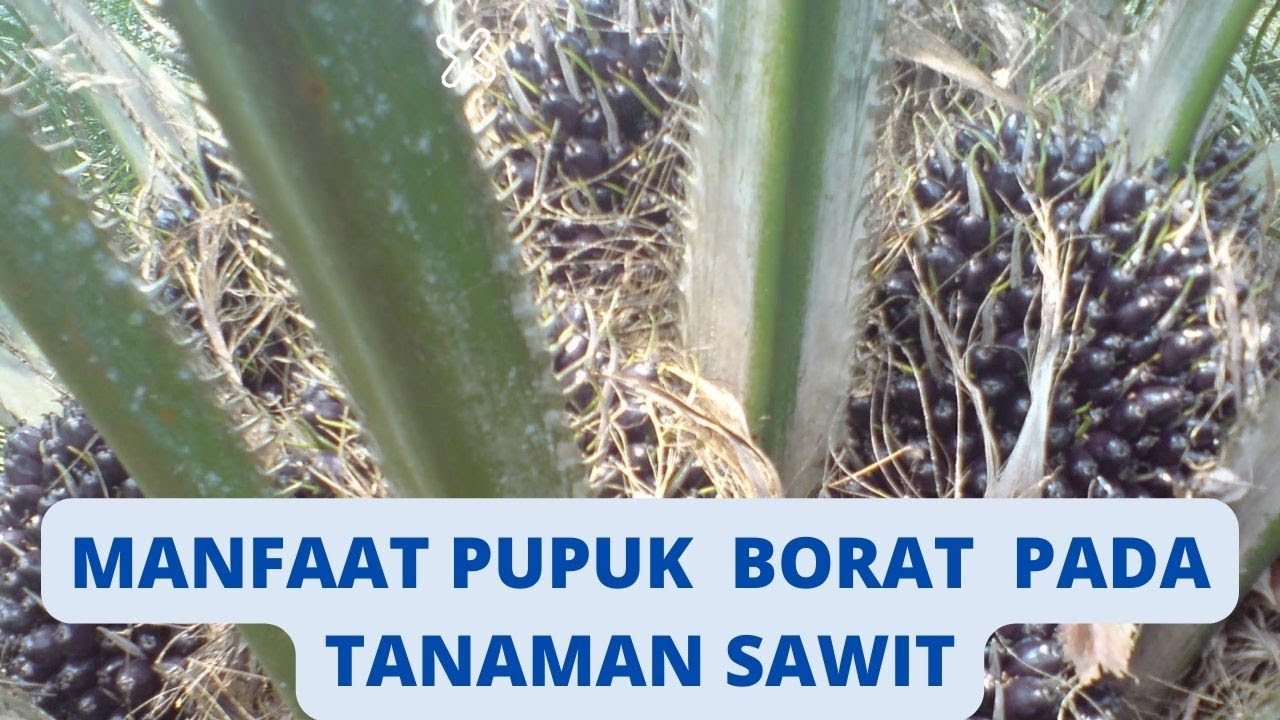 MANFAAT PUPUK BORAT BAGI SAWIT