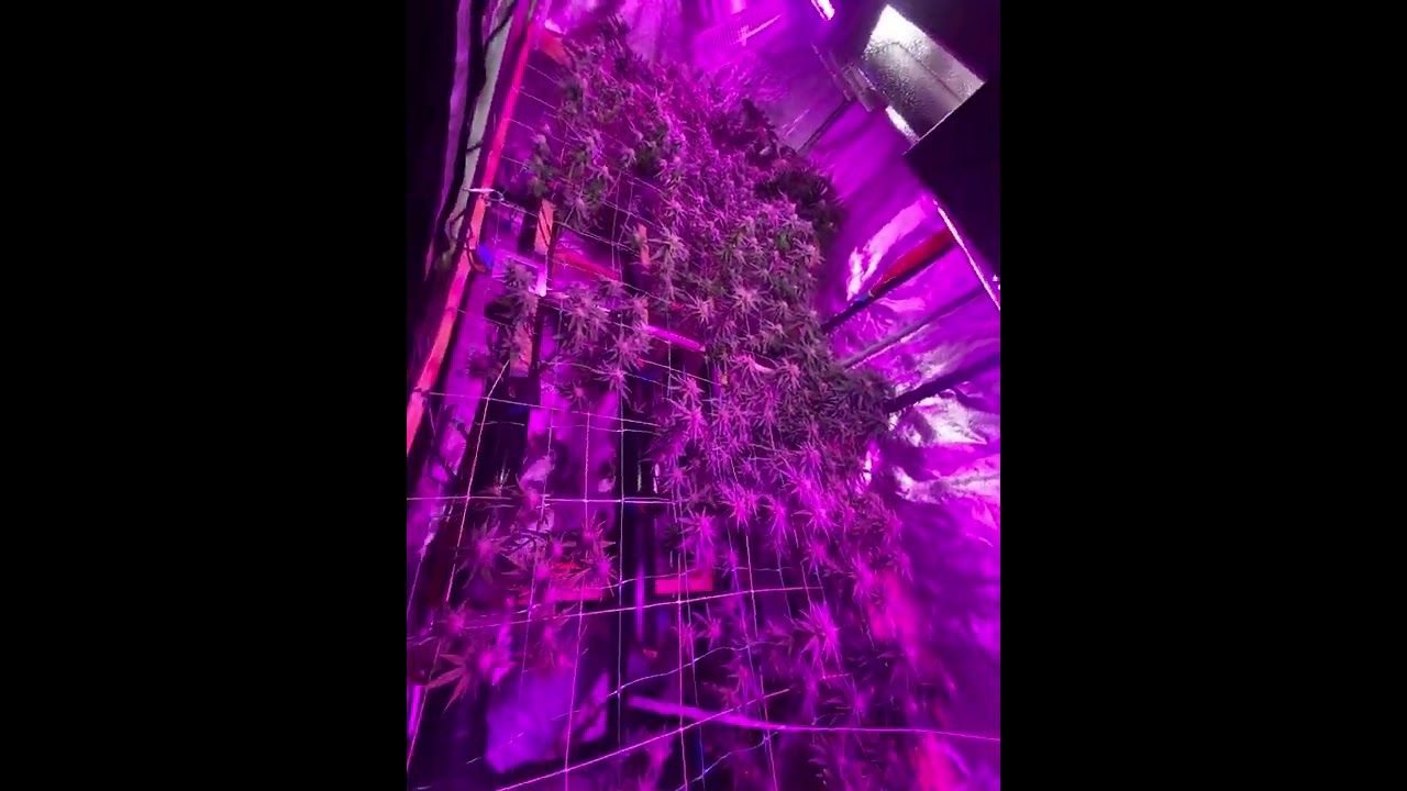 Litle update  in my hydroponic NFT system.