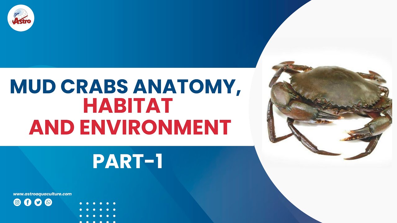 Mud Crabs Anatomy-Part 1 Mud Crabs Anatomy Habitat and Environment