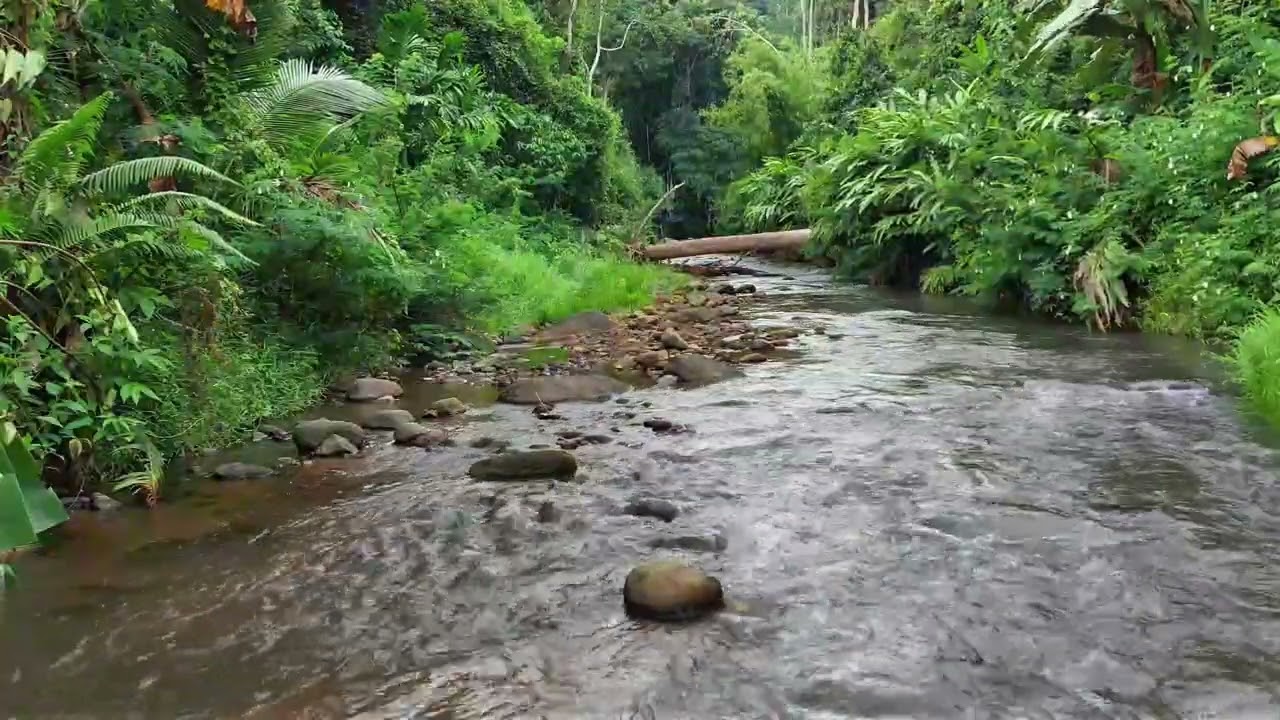 Immerse Yourself in Peaceful Jungle River Sounds Flowing Gently Through Lush Tropical Forest