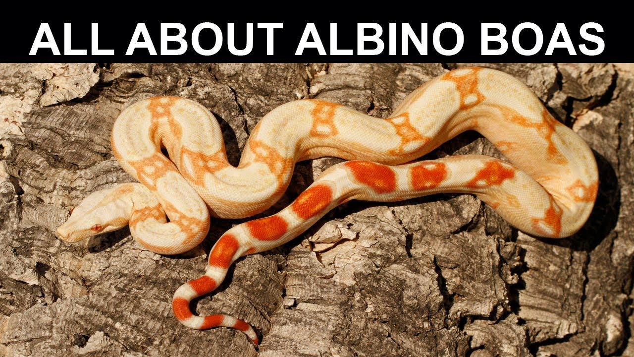All About Albino Boas