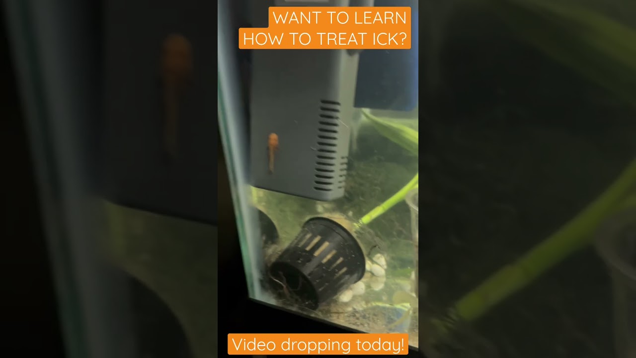 Want to treat ick in your fish?