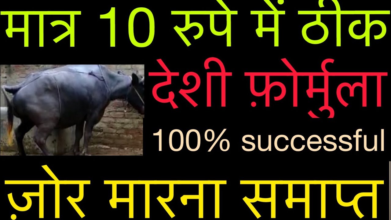 Straining in buffalo l लगातार ज़ोर लगाना गोबर पैशाव करते समय l prolapse in buffalo l dr umar khan